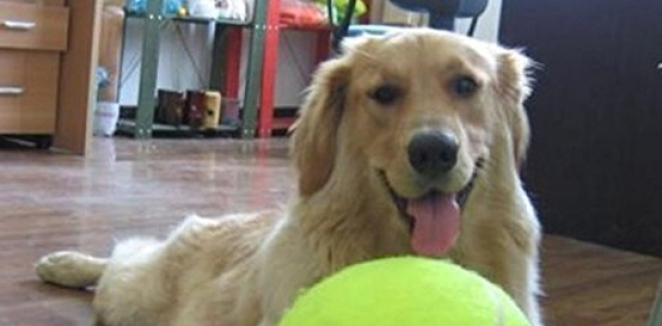 Banyun Giant tennis ball 24 CM Pet TOY Signature MEGA JUMBO Big Tennis ball 1P