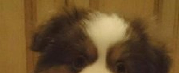 Dog Light, Dog Collar Light, Bubba’s Leash Light – (NEW VERSION) 2 Per Pack – For Dog Walks & Backyard Monitoring. Attaches to Leash, Dog Collar, Harness. Great For Small & Large Dogs. (STEALTH BLACK)