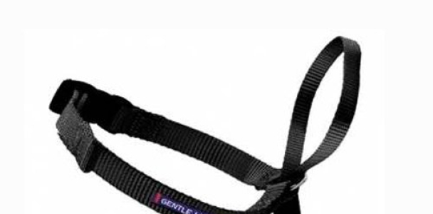 PetSafe Gentle Leader Head Collar with Training DVD, MEDIUM 25-60 LBS., BLACK