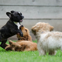 Defending Your Best Friend: The Need for Pet Insurance for Dog Owners