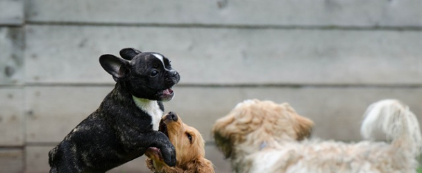 9 Tips On How To Train Your Dog