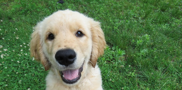 Train Your Dog to Sit and Ignore a Distraction