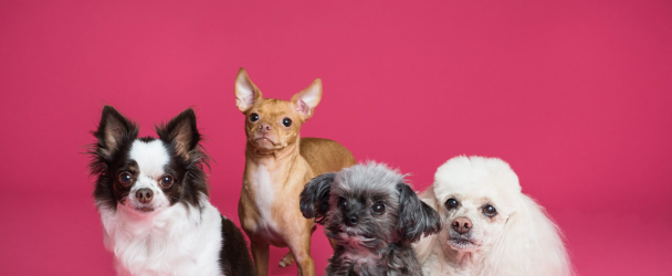 Which Dog Breed Is Right for Your Family?