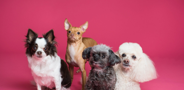 Which Dog Breed Is Right for Your Family?