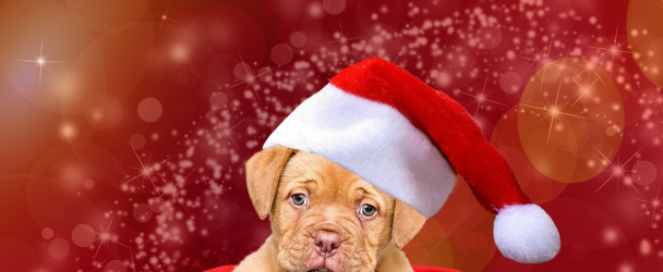 How to Prepare Your Dog for Holiday Guests: Tips for a Calm and Happy Gathering