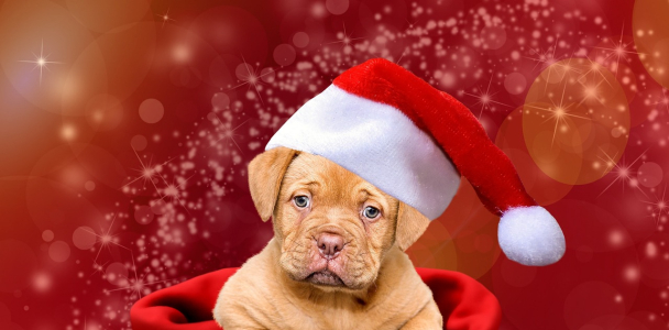 How to Prepare Your Dog for Holiday Guests: Tips for a Calm and Happy Gathering